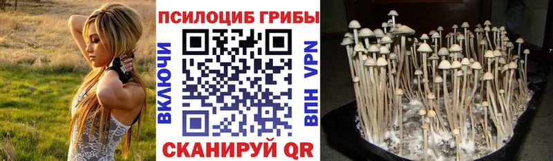 Галлюциногенные грибы Psilocybine cubensis  Чулым 
